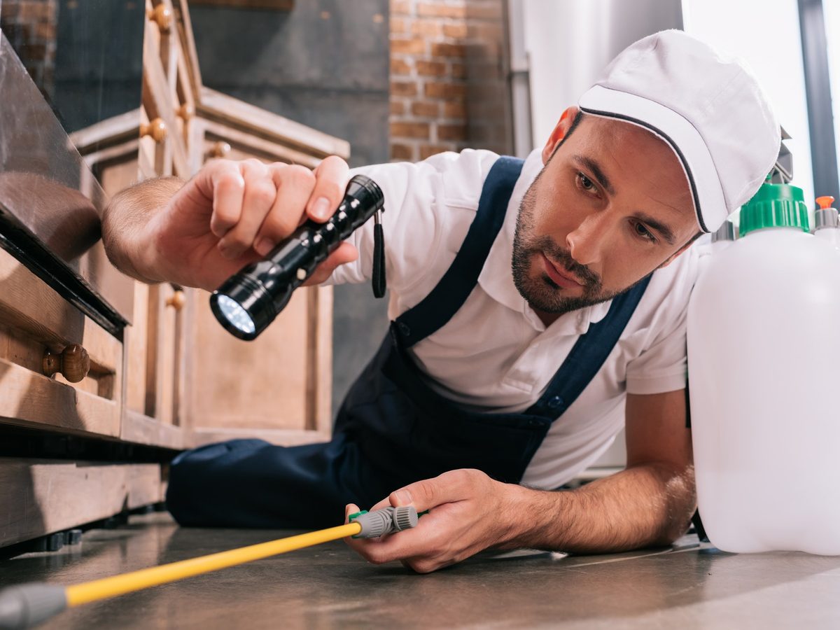 Technician applying treatment under kitchen cabinetry