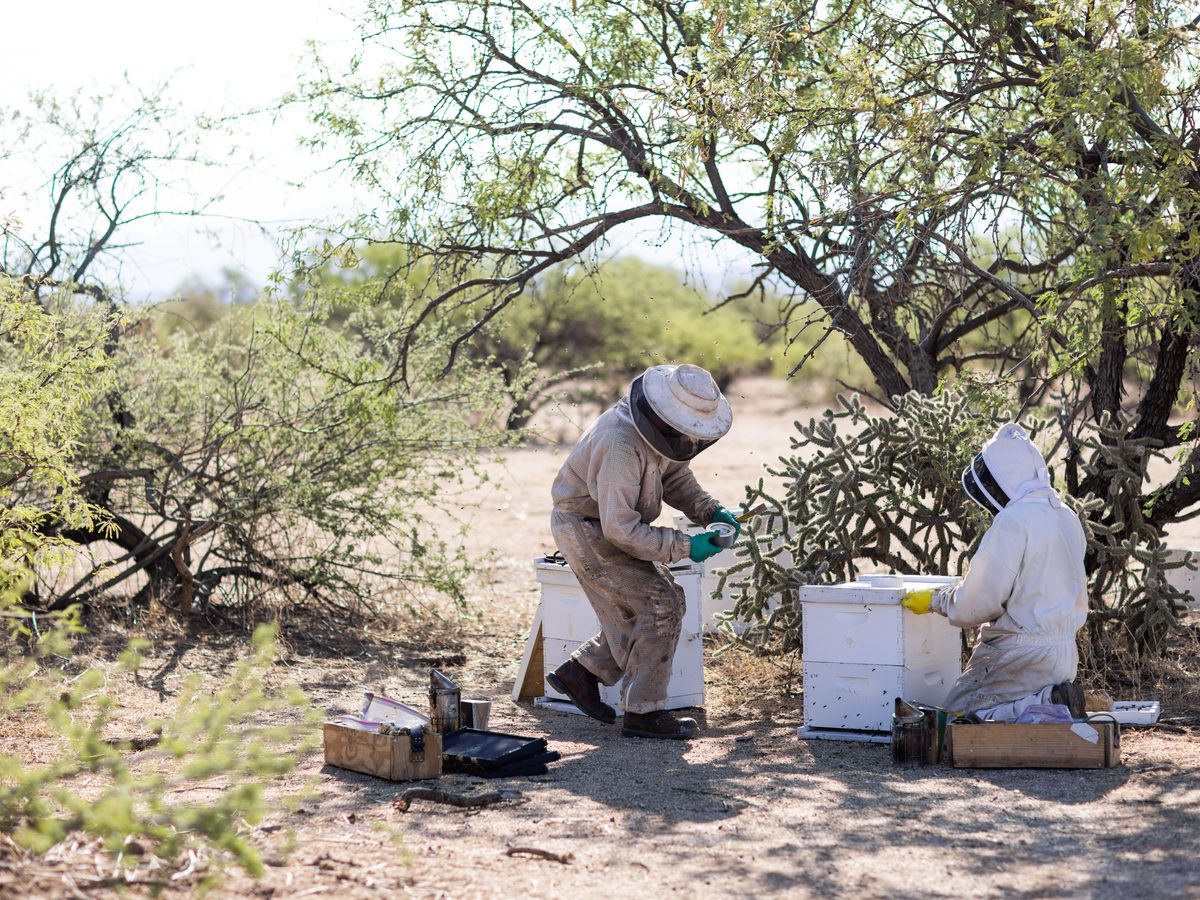 Outdoor hive management and bee-related treatment work